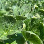 dicmaba-drift-damage-200723-rend-lake-150x150-1