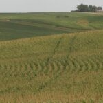 corn-field-western-iowa-7-23-13-150x150-1
