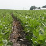 soybeans-iowa-credit-isu-150x150-1