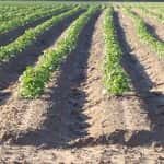potatoes-150x150-1