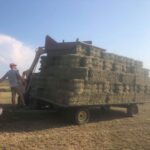 alex-head-hay-150x150-1-2