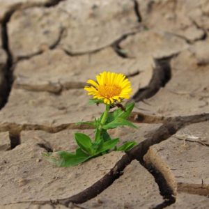 drought-jpg