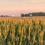 corn-late-july-sd-3-2018-1-150x150-1