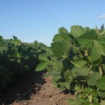 200813_spidermites_soybeans_md-150x150-1