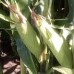 corn-ears-iowa-late-august-2017-edit-150x150-1