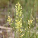 pennycress7-150x150-1