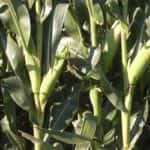 corn-southeast-nebraska-8-14-150x150-1-2