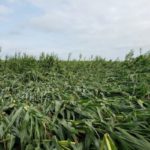 iowa-derecho-damage-corn-idals-8-20-3-150x150-1