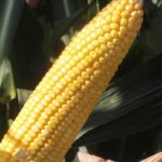 corn-ear-august-2011-150x150-1