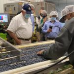 perdue-blueberries-150x150-1-2