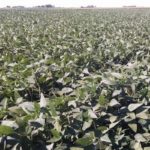soybeans-iowa-late-august-2015-edit-150x150-1