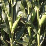 corn-southeast-nebraska-8-14-150x150-1-3