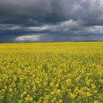 canola-150x150-1