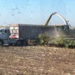 silage-harvest-150x150-1