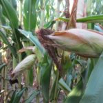 premature-corn-death-150x150-1