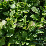 ctic-cover-crops-150x150-1-2