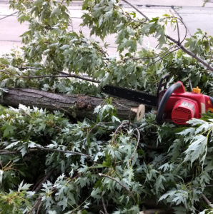 trees-down-jpg