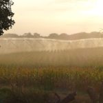 corn-irrigated-grand-island-ne-150x150-1