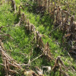 cover-crops-150x150-1
