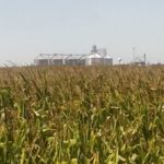 corn-field-iowa-late-august-2017-edit-150x150-1-2