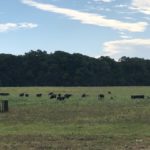 090820_rickclarkgrazing-150x150-1