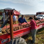 potato-harvest-2020-150x150-1
