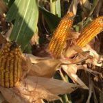 corn-ears-west-point-early-september-drought-9-20-150x150-1