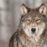 050418_wolf_md-1024x680-1-150x150-1