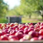 usmca-apples-150x150-1-2