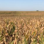 corn-west-point-early-september-drought-9-20-2-150x150-1