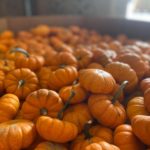 pumpkins-frey-150x150-1