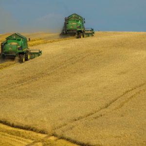 harvest-2-jpg