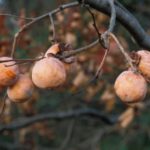 persimmons-on-branch-missouri-conservation-dept-150x150-1