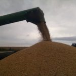 harvest-soybeans-dumping-into-wagon-10-16-edit-150x150-1-2
