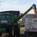 harvest-corn-dennis-3-2020-150x150-1