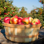 michigan-apple-committee-fall-150x150-1