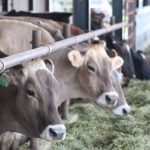 200108_dairy_md-150x150-1-3