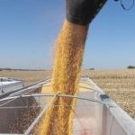 corn-harvest-2010-2-150x150-1-2