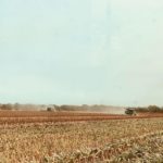 petersons-harvest-150x150-1