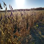 soybeans-are-ready-2020-a-150x150-1