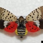 spotted_lanternfly_631363_7-1-150x150-1