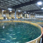 111820-aquabounty-150x150-1
