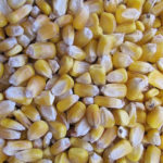 190109_corn_seed_md-150x150-1