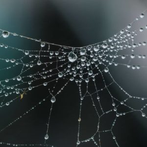 spider-silk_spider-web-jpg