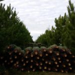 christmastree2-150x150-1