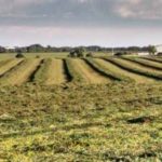 060518_alfalfa_md-150x150-1