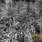hemp-400x400-1-150x150-1