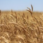 wheat-field-ripe-150x150-1