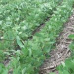 soybeans-2-6-11-150x150-1-3