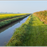 200305_tile_drainage_md-150x150-1